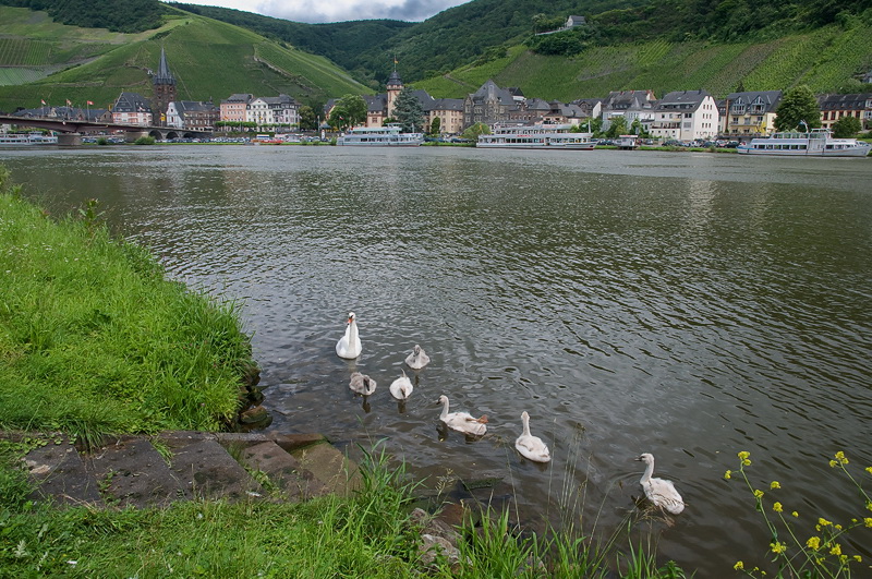 Tiere Mosel 07-2012D35_8648 als Smart-Objekt-1 Kopie.jpg - Der für uns wohl schönste Ort auf unserer Moseltour ist Bernkastel - Kues.